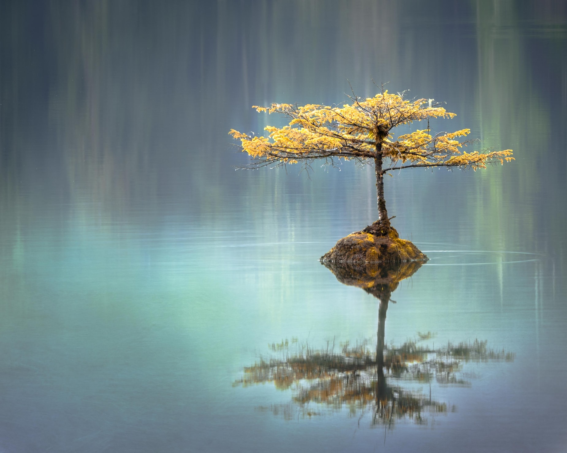 Fairy Bonsai by Faye Cornish Unsplash - Copy